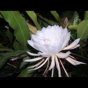 Meet your Posher, Savannah